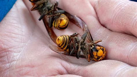 Scientists Destroyed a Nest of Murder Hornets. Here’s What They Learned ...