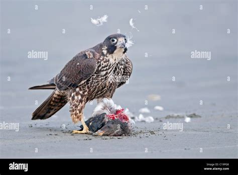 Peregrine Falcon with prey Stock Photo - Alamy