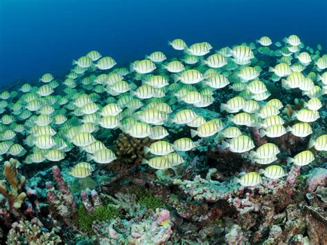 Diving Spots – OneOcean Maldives