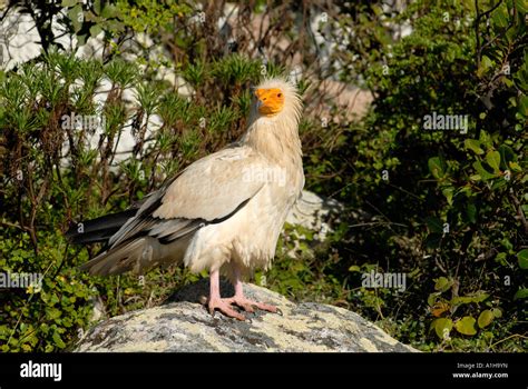 egyptian vulture Socotra island Yemen Stock Photo - Alamy