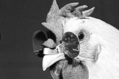 10 Reasons Chickens are the Most Badass Animal - Toptenz.net