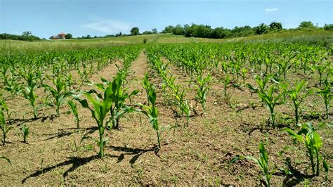 Free stock photo of corn, cornfield, field