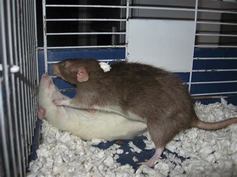 Rat Fight 2 by mistressjera-stock on DeviantArt