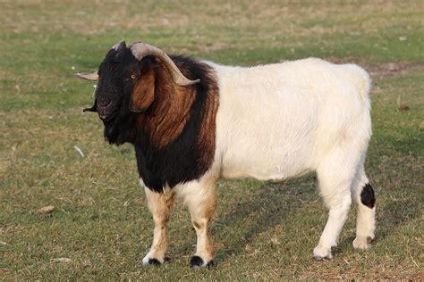 Goat Breeds Information: Boer Goats – My Backyard Goats