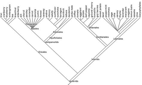 Phylogenetic tree view | The Botanist in the Kitchen