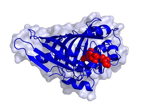 Researchers discover high-performance biocatalyst for the production of naturally derived drugs