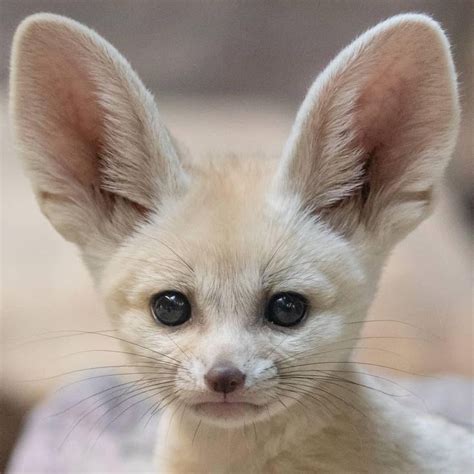 This cute little Fennec Fox pup :) #Music #IndieArtist #Chicago ...