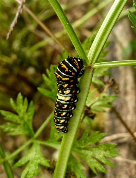 The Enchanted Tree: Raising Black Swallowtail Caterpillars.