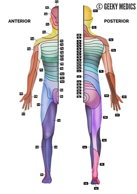 Printable Le Dermatomes - Printable JD