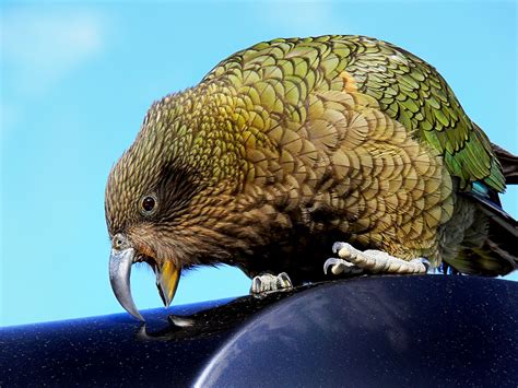 Fotos gratis : pájaro, coche, fauna silvestre, salvaje, vehículo, Nueva Zelanda, loro, amplio ...