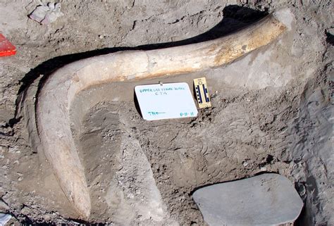 Tule Springs Fossil Beds National Monument – a Pleistocene treasure ...