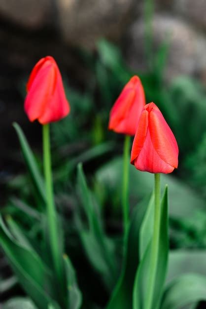 Premium Photo | Red tulip flower growing in garden