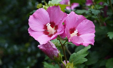 Rose Of Sharon vs. Hardy Hibiscus - A-Z Animals