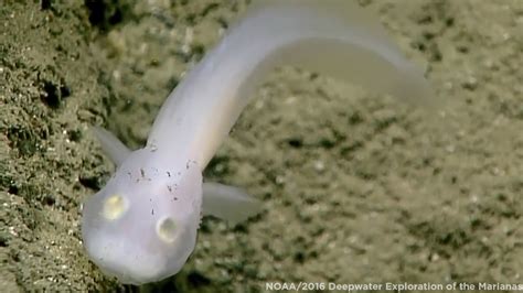 New ghost-like fish discovered deep in the Marianas Trench - 6abc Philadelphia