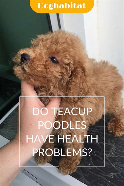 Do teacup poodles have health problems? in 2021 | Dog health skin, Tea cup poodle, Dog health ...