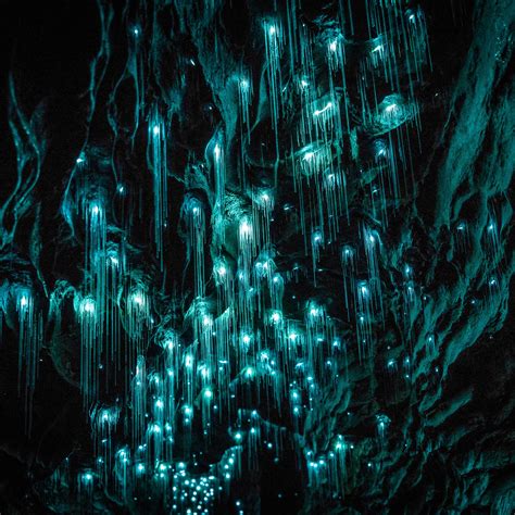 Exploring New Zealand’s Incredible Waitomo Glowworm Caves | Glowworm ...