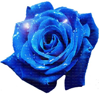 blue rose, gif , animated , blue , rose , shining , sparkling , wet - Free animated GIF - PicMix