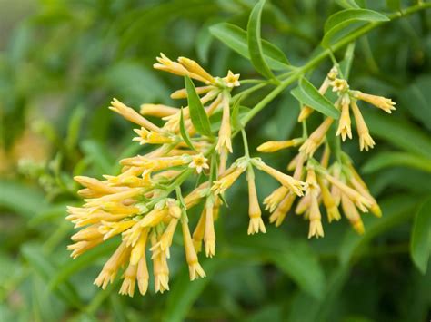 What Is Night Blooming Jasmine: Tips For Growing Night Jasmine Plants