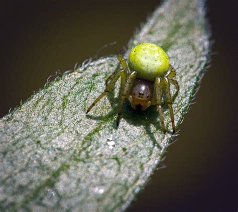 Cucumber green spider | Cucumber green spider (Araniella cuc… | Flickr