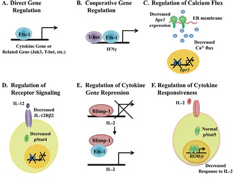 Transcription factor Ets-1 in cytokine and chemokine gene regulation ...