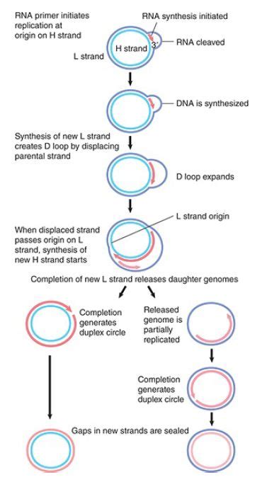 D Loops Maintain Mitochondrial Origins