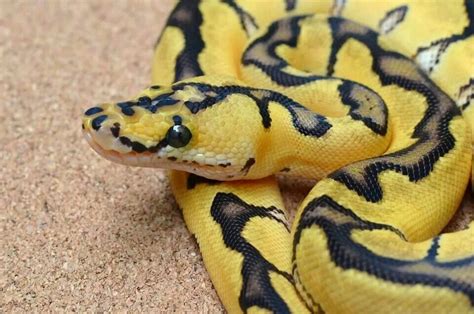 a yellow and black snake is laying on the ground