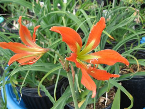 H 5705 Hippeastrum blossfeldiae --- Each $25.00 Beautiful tangerine-orange flowers with a lemon ...