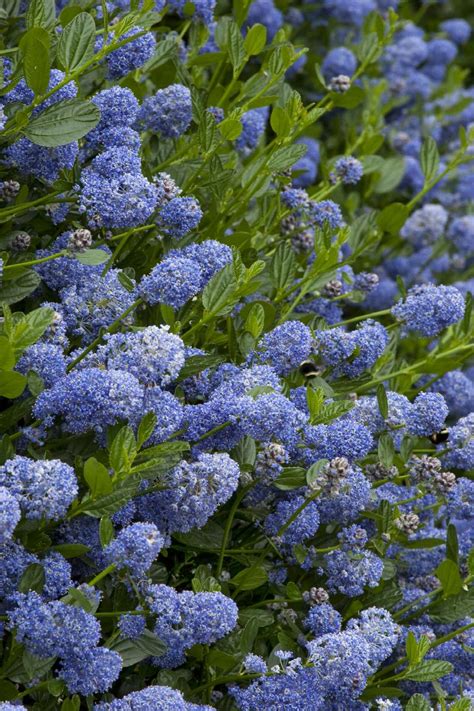 Victoria California Lilac, Ceanothus thyrsiflorus 'Victoria'