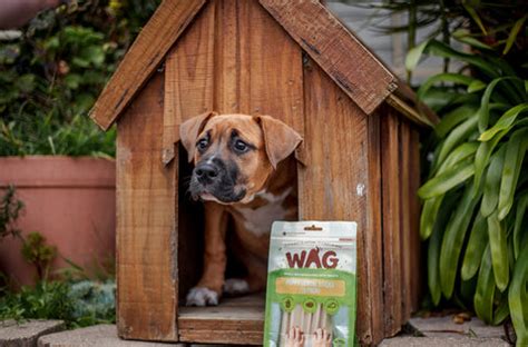 Dog Enrichment Activities | Get WAG