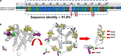 Frontiers | Computational Study of the Ion and Water Permeation and Transport Mechanisms of the ...