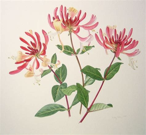 Honeysuckle | Flower painting, Flower drawing, Honeysuckle tattoo