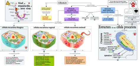 Estructura Y Funcion De La Celula Animal - Compartir Celular