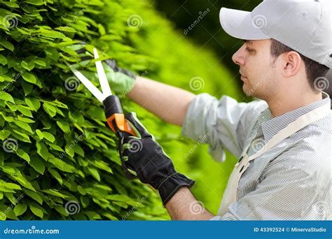 Professional Gardener Pruning an Hedge Stock Photo - Image of tool, pruner: 43392524