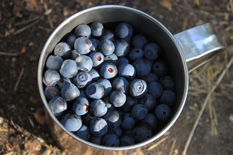 Free Images : fruit, summer, food, produce, blueberry, dessert ...