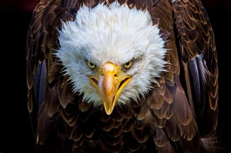 Mysterious Killer of Bald Eagles Finally Identified