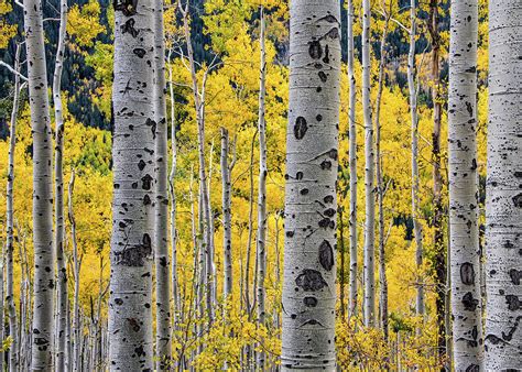 Aspen Trees And Fall Foliage by Steve Whiston - Fallen Log Photography