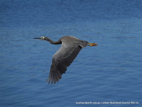 Our Fantastic Shore and Wetland Birds - Urban Bushland Council WA