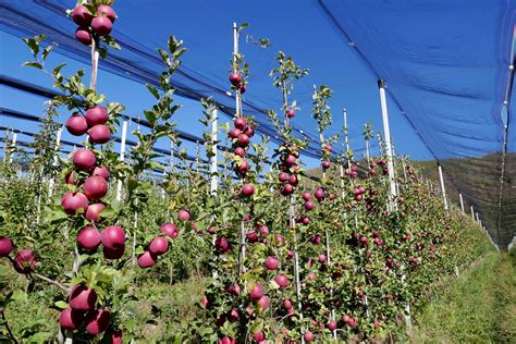 El cultivo del manzano en España: situación actual e innovación varietal - Horticultura