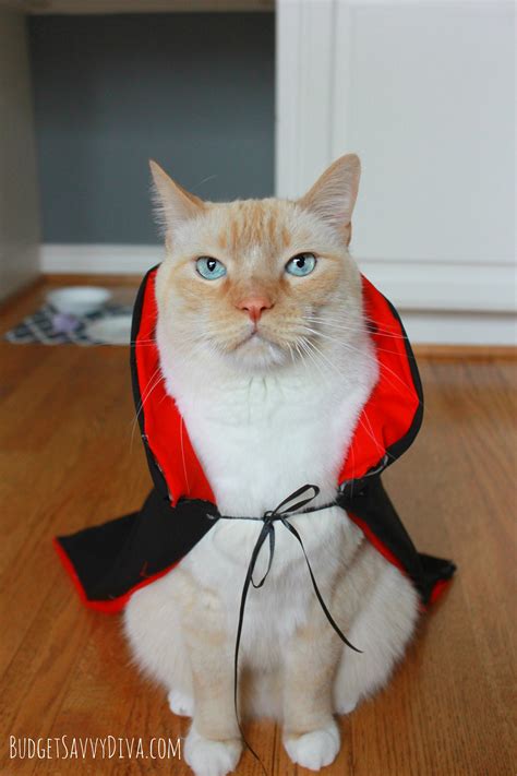 Easy Halloween Costume For Cat | Budget Savvy Diva