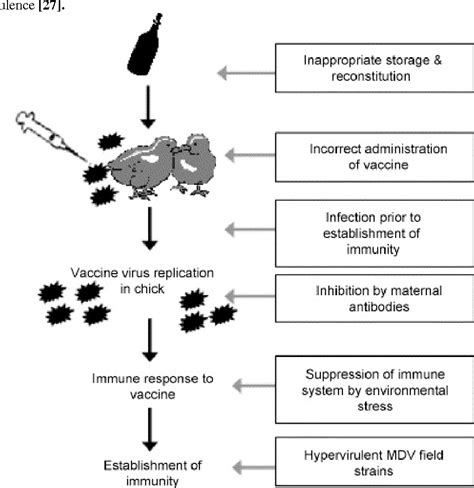 [PDF] Marek’s Disease: A Mini-Review - | Semantic Scholar