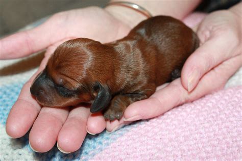 Newborn Miniature Dachshund Puppies | www.pixshark.com - Images Galleries With A Bite!