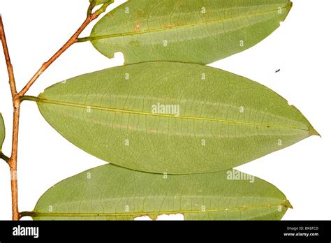 Coca leaves (Erythroxylum coca Stock Photo - Alamy