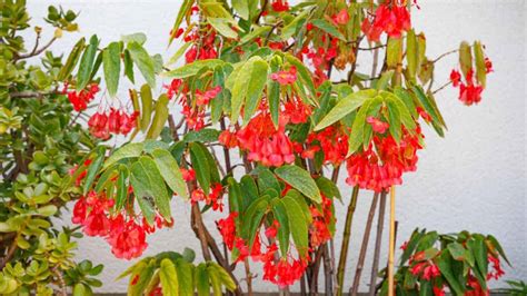 Angel Wing Begonia Care (Complete Indoor and Outdoor Guide)