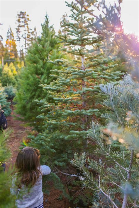 Best Apple Hill Christmas Tree Farms to Cut Your Own Tree