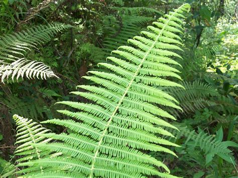 Ferns In The Tropical Rainforest