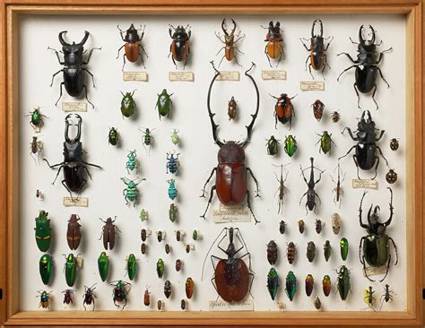 Wallace Collection Beetle Specimens Photograph by Natural History Museum, London/science Photo ...