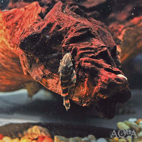 Clown Pleco (Panaqolus maccus) - Aqua Imports