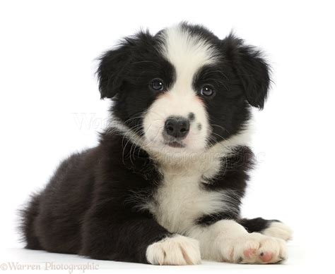 Black And White Border Collie Puppy - lrjourneay