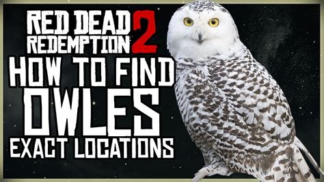 WHERE TO FIND OWLS IN RED DEAD REDEMPTION 2 EXACT MAP LOCATION - YouTube