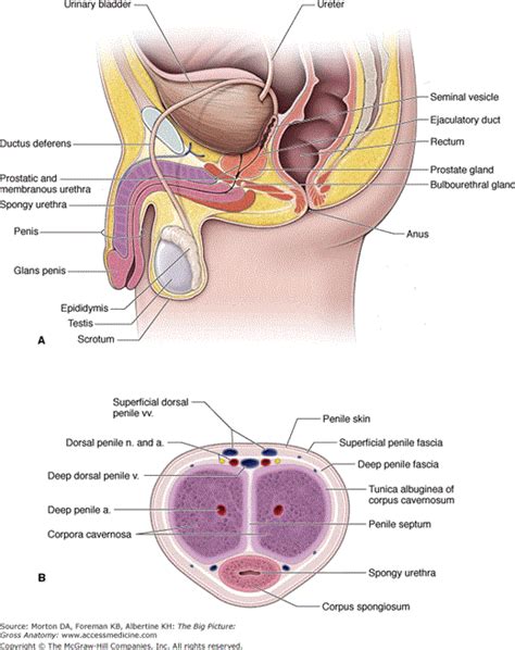 Chapter 16 The Reproductive System Answer Key 17+ Pages Solution [2.8mb ...